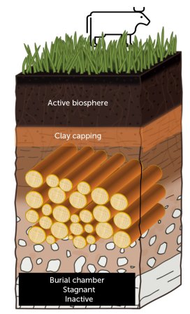 3,000-plus year-old wood on grass